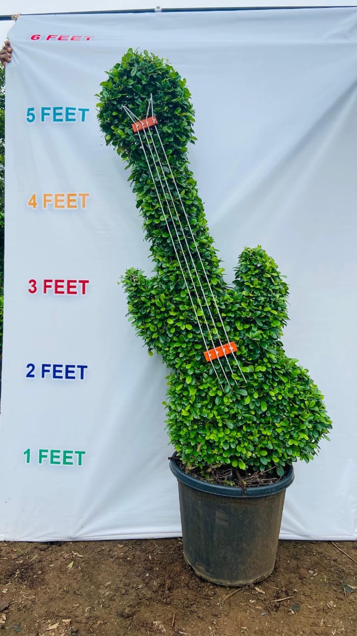 Malphigia Guitar Shape Custom Topiary